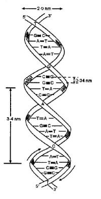Biomolecules mcq solution image