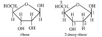 Biomolecules mcq solution image